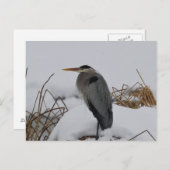 ブルー素晴らしヘロンの冬 ポストカード (正面/裏面)