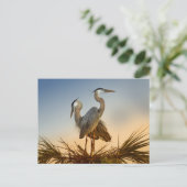 ブルー素晴らしヘロンズアットサンライズ ポストカード (スタンド正面)