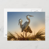 ブルー素晴らしヘロンズアットサンライズ ポストカード (正面/裏面)