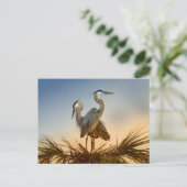 ブルー素晴らしヘロンズアットサンライズ ポストカード (スタンド正面)