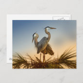 ブルー素晴らしヘロンズアットサンライズ ポストカード (正面/裏面)
