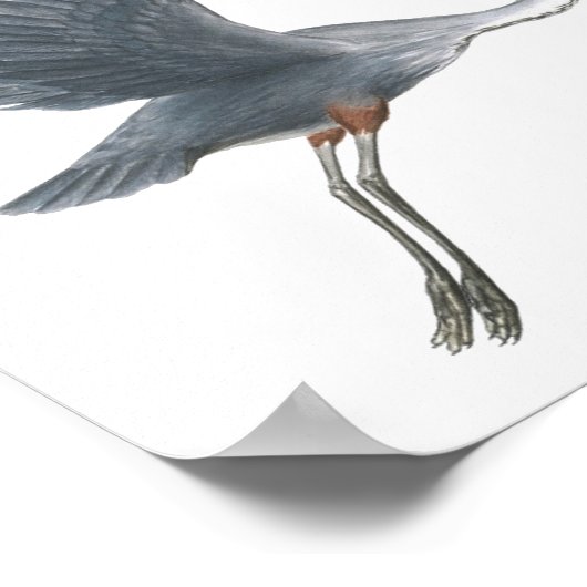 ブルー素晴らしヘロンテイクオフファインアートプリント ポスター (角)