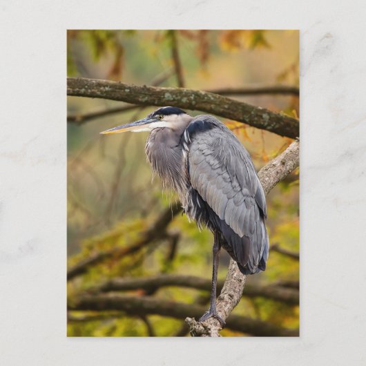 ブルー素晴らしヘロン紅葉葉書 ポストカード (正面)