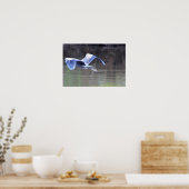 ブルー素晴らしヘロン飛んでいる ポスター (キッチン)