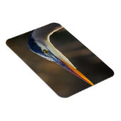 ブルー素晴らしヘロン、クローズアップポートレート マグネット (右側)