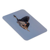 ブルー素晴らし・ヘロンが飛行中 マグネット (右側)