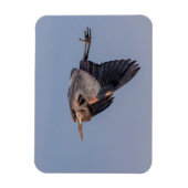 ブルー素晴らし・ヘロンが飛行中 マグネット (縦)