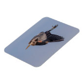 ブルー素晴らし・ヘロンが飛行中 マグネット (左側)