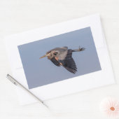 ブルー素晴らし・ヘロンが飛行中 長方形シール (封筒)