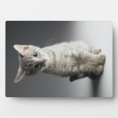 ブルー虎猫キッテン フォトプラーク (正面)