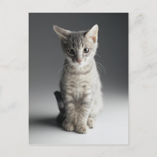 ブルー虎猫キッテン ポストカード