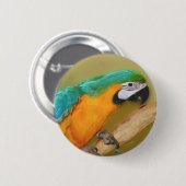ブルー金ゴールドマコーオウム動物ボタン 缶バッジ (正面&裏面)