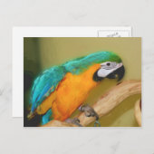 ブルー金ゴールドマコ絵画ーパロットのはがき ポストカード (正面/裏面)