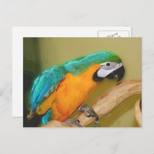 ブルー金ゴールドマコ絵画ーパロットのはがき ポストカード (正面/裏面)