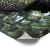 ブルー顔アンジェフィッシュ ポスター (角)