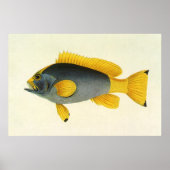 ブルー+イエローのハタのヴィンテージイラスト, 魚類, 海の生き物 ポスター (正面)