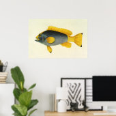 ブルー+イエローのハタのヴィンテージイラスト, 魚類, 海の生き物 ポスター (ホームオフィス)