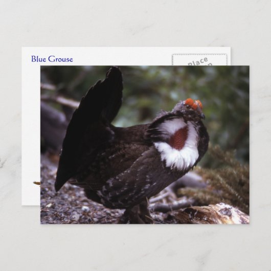 ブルー グロース ワイルドライフ シリーズ #1 ポストカード (正面/裏面)
