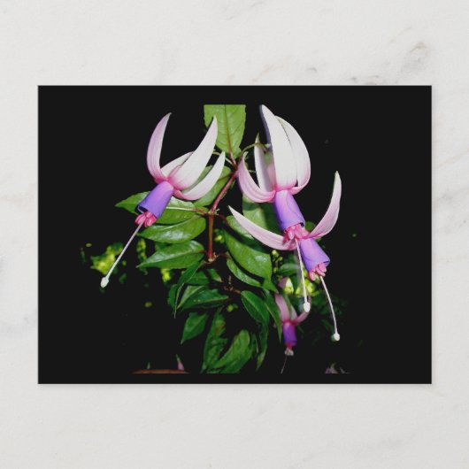 ブルー&ピンクフューシャ葉書 ポストカード (正面)