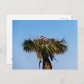 ブルー・ヘロン鳥の巣の木の写真 ポストカード (正面/裏面)