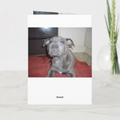 ブルー(犬)スタッフォードブル・テリア・パピー カード (裏面)