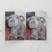 ブルー(犬)スタッフォードブル・テリア・パピー カード (内部)