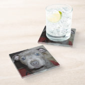 ブルー（犬）スタッフォードブル・テリア・パピー ガラスコースター (アングル)