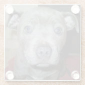 ブルー（犬）スタッフォードブル・テリア・パピー ガラスコースター (裏面)