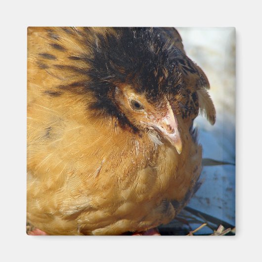 ブルーJr マグネット (正面)