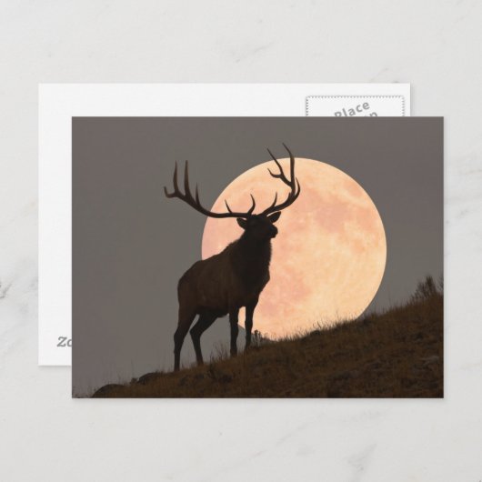 ブル威厳のあるエルクと満月の上昇 ポストカード (正面/裏面)