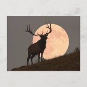 ブル威厳のあるエルクと満月の上昇 ポストカード (正面)