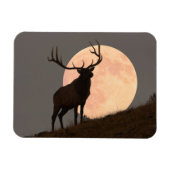 ブル威厳のあるエルクと満月の上昇 マグネット (横)