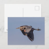 ブル素晴らしーヘロン飛行中 ポストカード (正面/裏面)