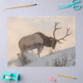 ブル・エルクが雪の下の食べ物を探す 薄葉紙 (クラフト)