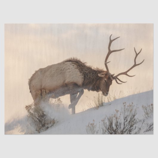 ブル・エルクが雪の下の食べ物を探す 薄葉紙 (正面)