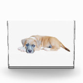 ブル・テリアのワンちゃんチルドアウト時間だ フォトブロック (正面)