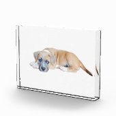 ブル・テリアのワンちゃんチルドアウト時間だ フォトブロック (右)