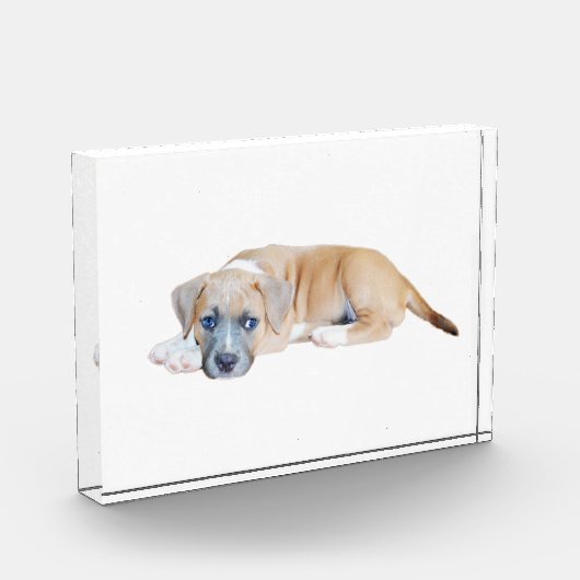 ブル・テリアのワンちゃんチルドアウト時間だ フォトブロック (左)