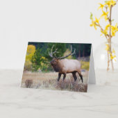 ブル&《植物》アスペンの木 ロッキー山国立公園 カード (黄色い花)