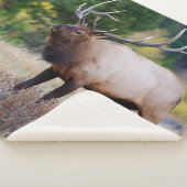 ブル&《植物》アスペンの木 ロッキー山国立公園 シェルパブランケット (3/4)