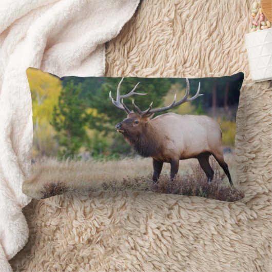 ブル&《植物》アスペンの木 ロッキー山国立公園 ランバークッション (ブランケット)