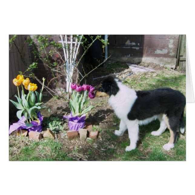 ブレイジンは花の匂いを嗅ぐ (正面横)