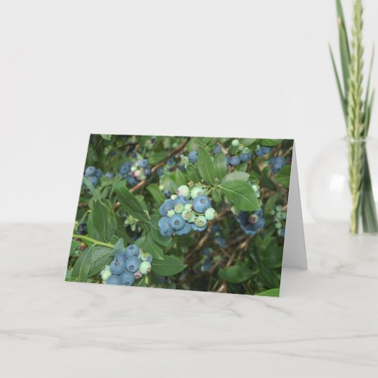 ブレイズブルーベリーズグリーンカントリーインディアナ カード (正面)