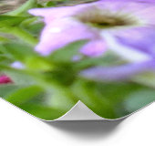 ブレイズ ザ キャット アンド ザ ペチュニア ポスター (角)