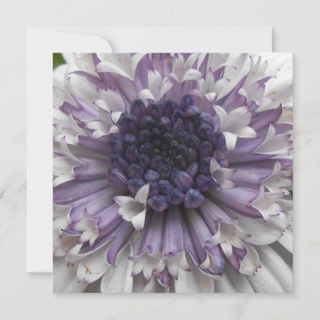 ブレット (正面)