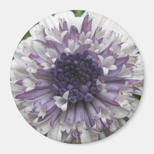 ブレット マグネット (正面)