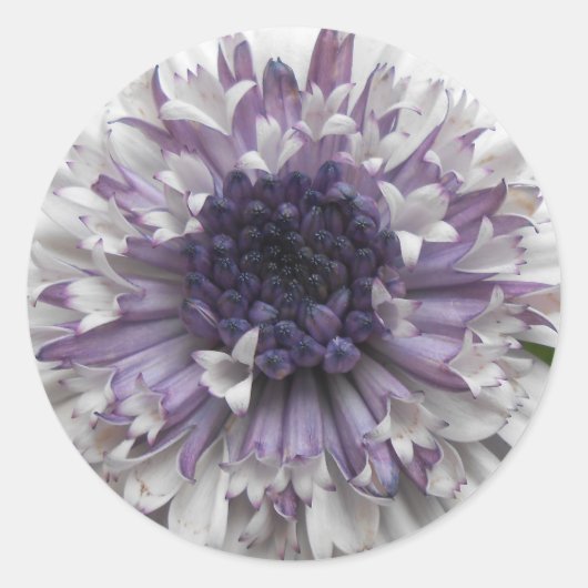 ブレット ラウンドシール (正面)