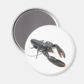 ブレトンロブスター マグネット (正面/裏面)