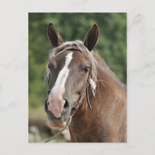 ブレトン荷車を引くマーレ ポストカード (正面)