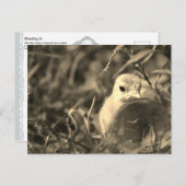 ブレンディング – はがき (正面/裏面)